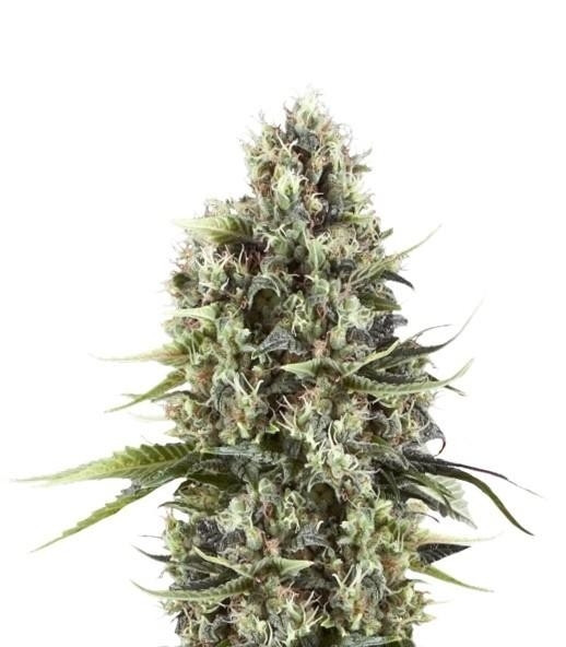 Chocolate Haze fem (RQS) семена конопли