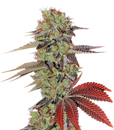 King’s Kush Auto fem (GHS) семена конопли