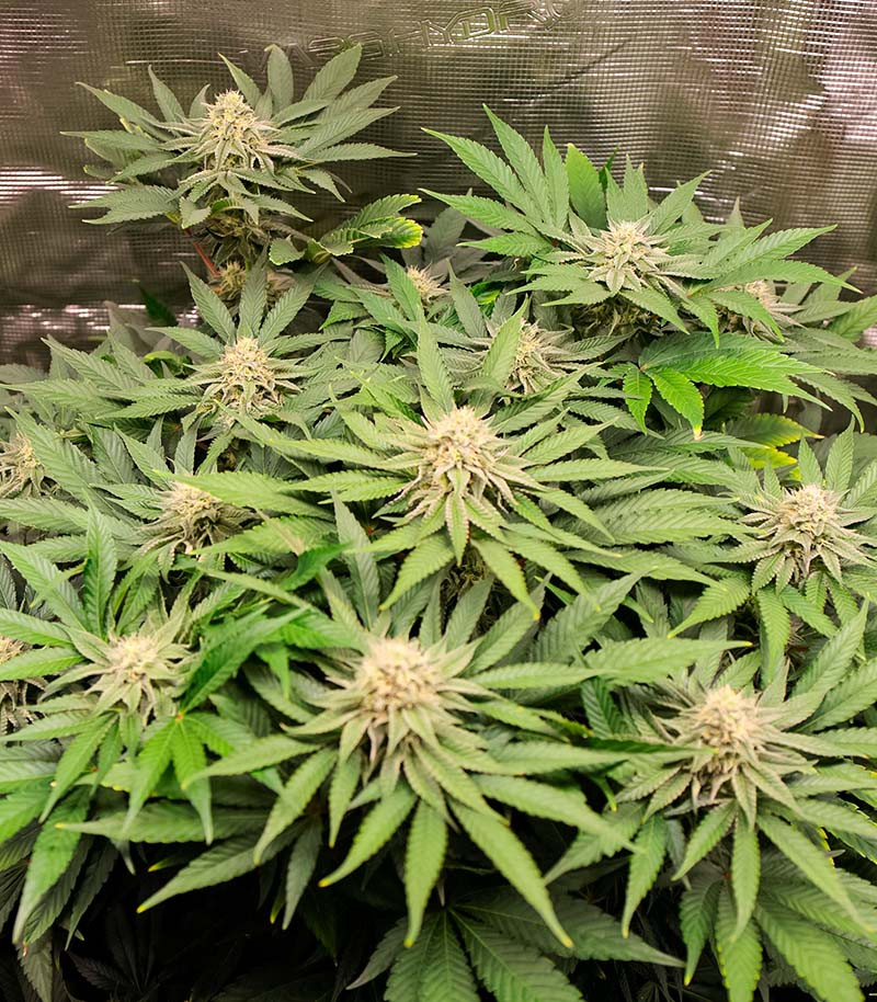 Lemon Orange fem (GHS) семена конопли — изображение 4
