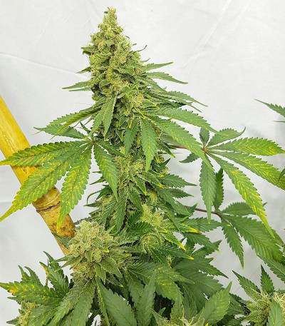 Blueberry Hill fem (Herbies Seeds) семена конопли — изображение 4