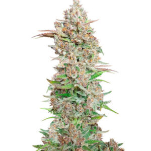 Godzilla Cookies Auto fem (Herbies Seeds) семена конопли
